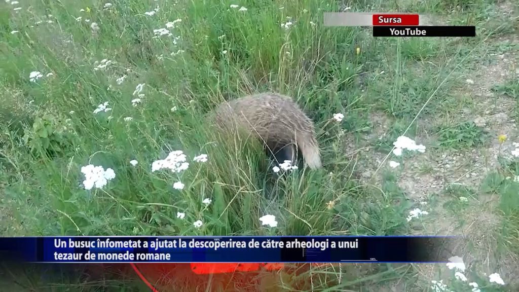 Un bursuc infometat a ajutat la descoperirea de catre arheologi a unui tezaur de monede romane