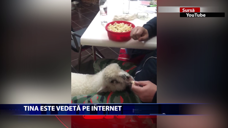 Un barbat din Calarasi demonstreaza ca cel mai ascultator animal de companie este … oaia