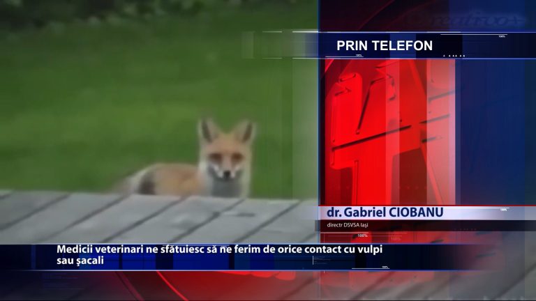 Medicii veterinari ne sfatuiesc sa ne ferim de orice contact cu vulpi sau sacali