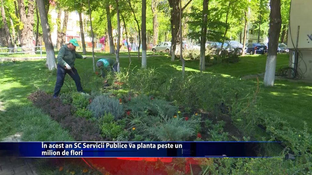 In acest an SC Servicii Publice va planta peste un milion de flori