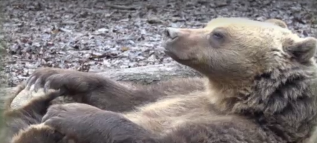Previziunile meteo ale urșilor de la Grădina Zoologică din Târgu Mureș. Este o veche tradiție