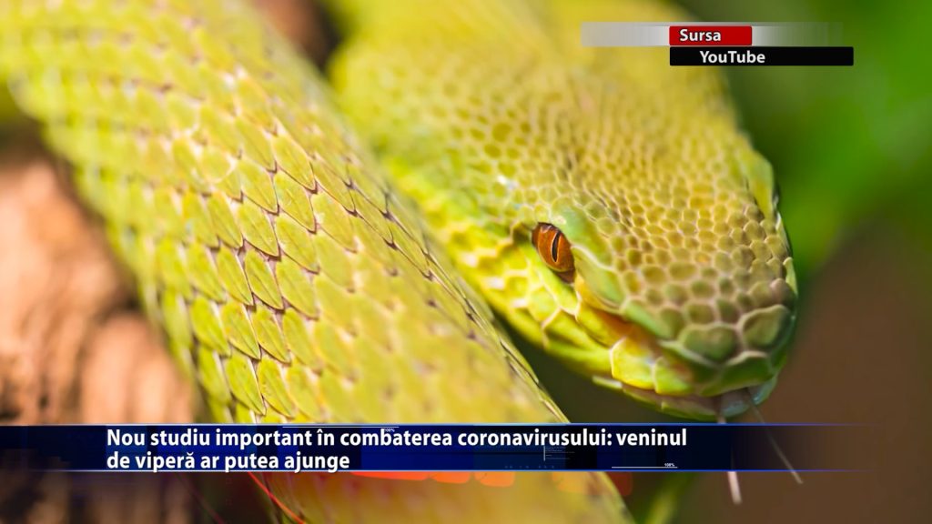 Nou studiu important în combaterea coronavirusului: veninul de viperă ar putea ajunge. Ce spun cercetătorii?
