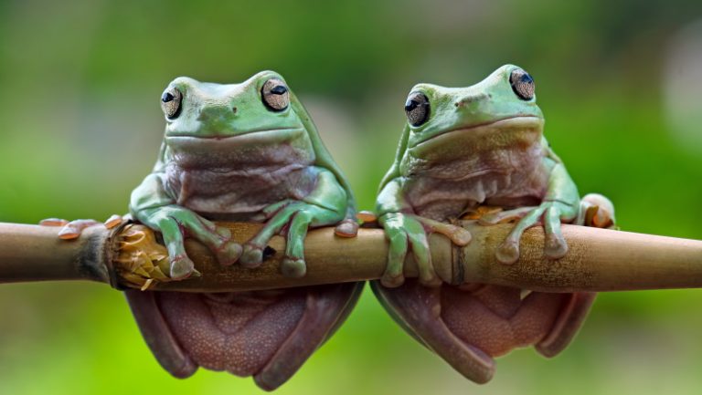 Un drum glomerat a fost închis pentru ca broaștele să-l poată traversa spre zonele de reproducere