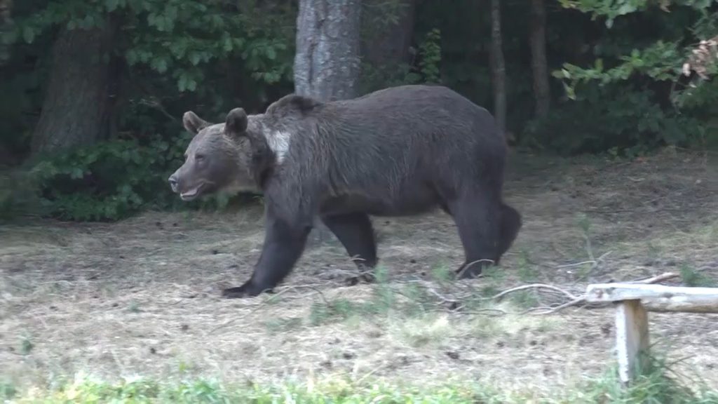 Cioban atacat de urs, după ce a vrut să-și salveze oaia luată din țarc