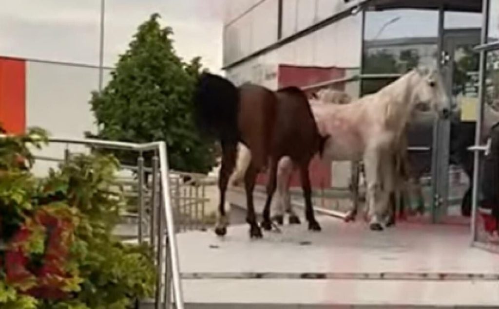 Video incredibil! Trei cai în călduri au făcut ravagii în Vaslui: geamuri distruse