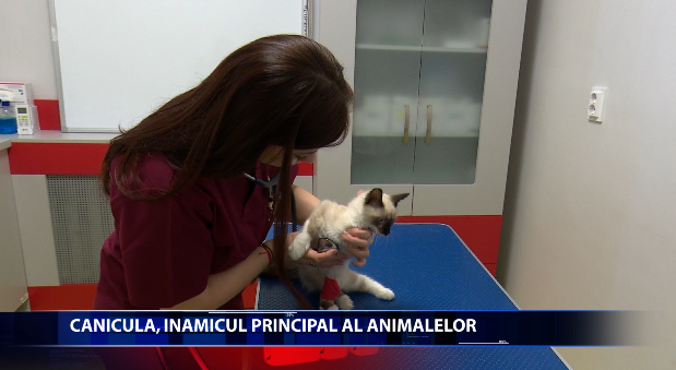 Temperatura corporala a animalelor poate fi remediata de stapani acasa