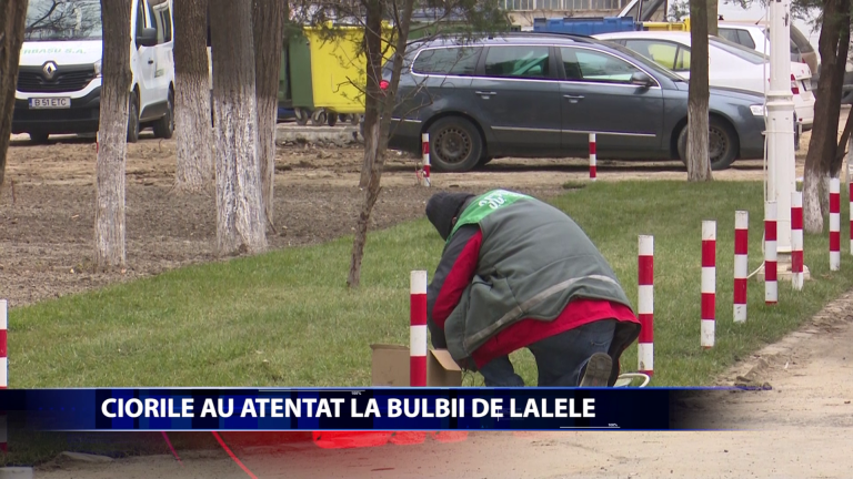 Lucrarile de amenajare a spatiilor verzi sunt incurcate de ciori
