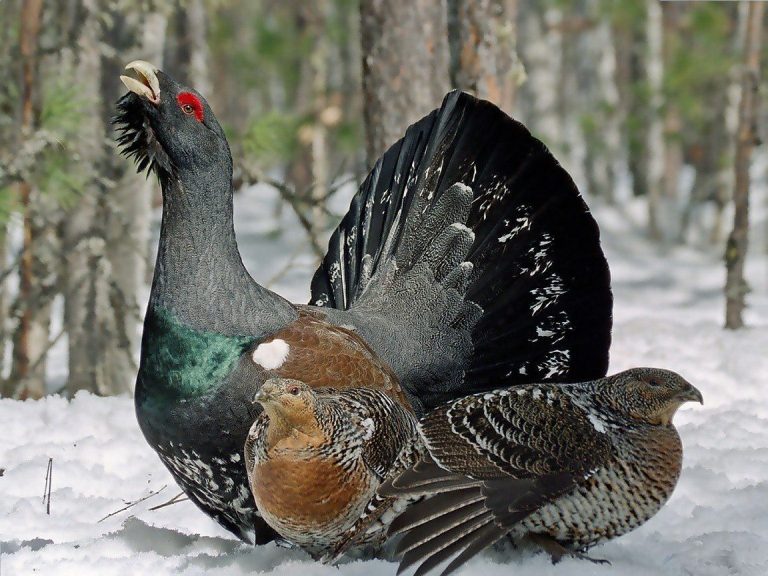 Tanczos Barna a redeschis vânătoarea la cocoși de munte, după 10 ani de interdicție