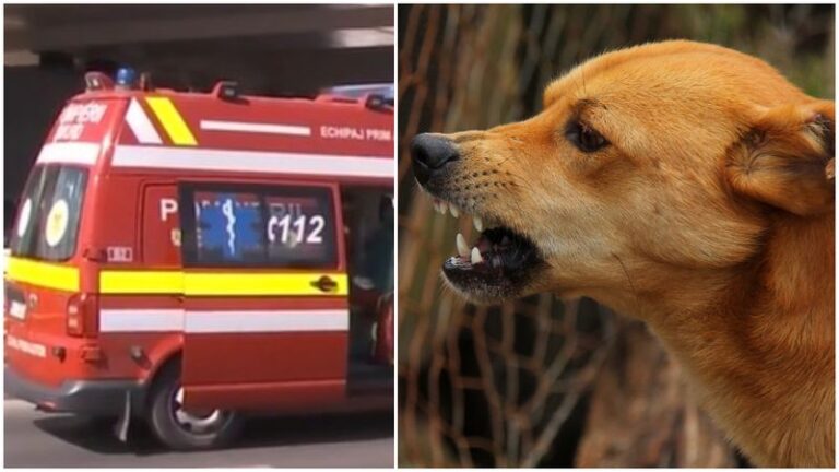 O femeie din Galați a fost atacată de o haită de câini. Animalele sunt fără stăpân