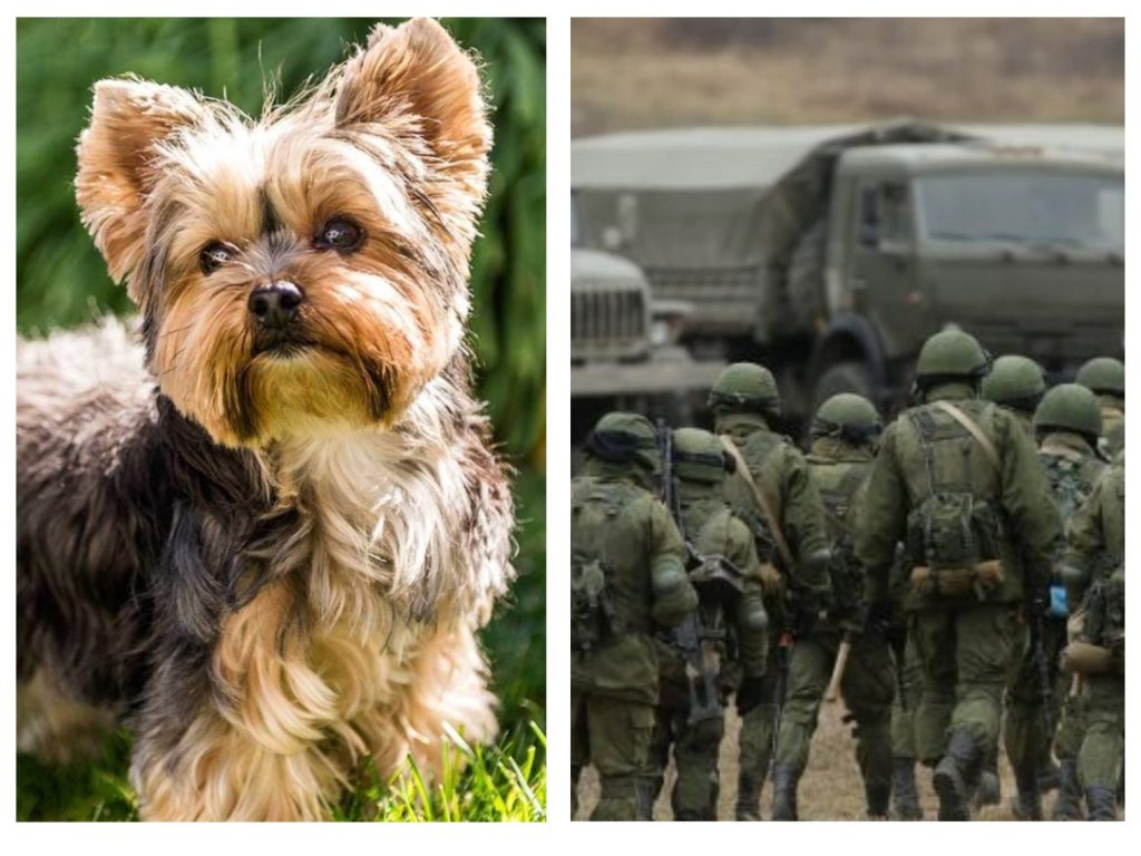 Soldații ruși, nevoiți să mănânce câini de foame: ,,Azi, am mâncat un Yorkie. Un Yorkshire Terrier”