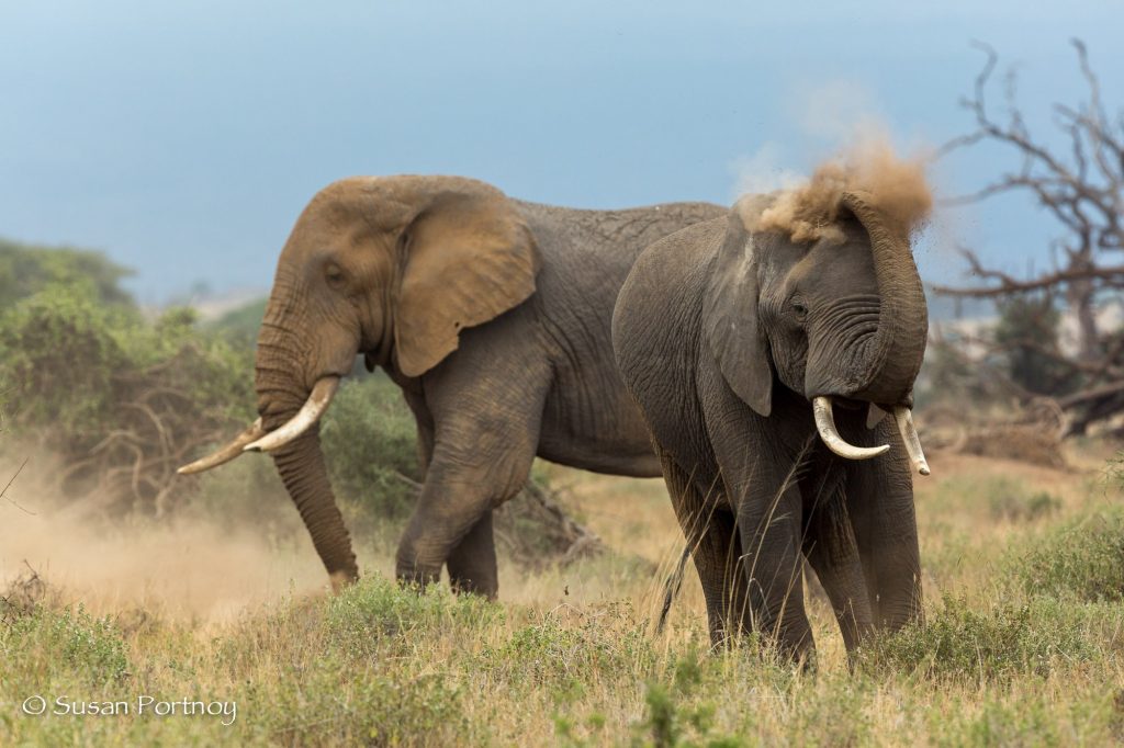 Cea mai lungă secetă din ultimii 40 de ani, în Kenya. Sute de elefanţi, gnu şi zebre au murit în nouă luni