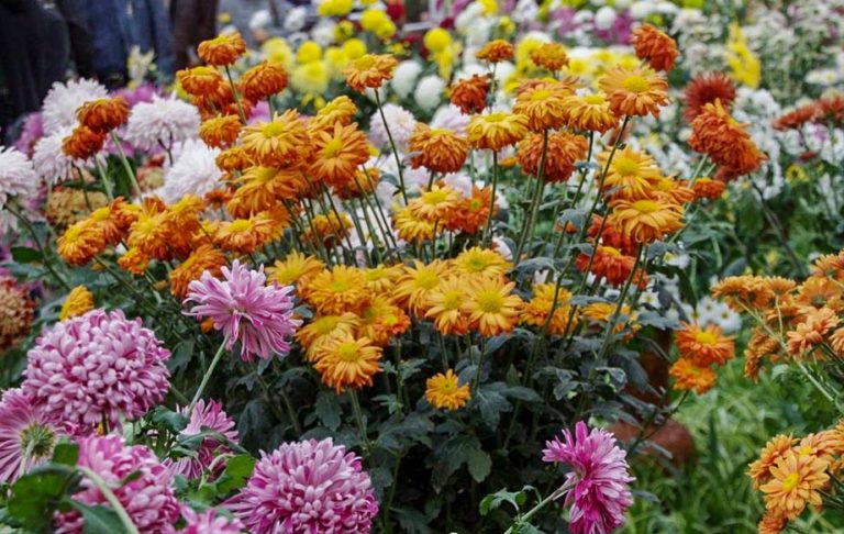 Iesenii sunt invitati la Gradina Botanica pentru a vedea noua Expozitie de toamna