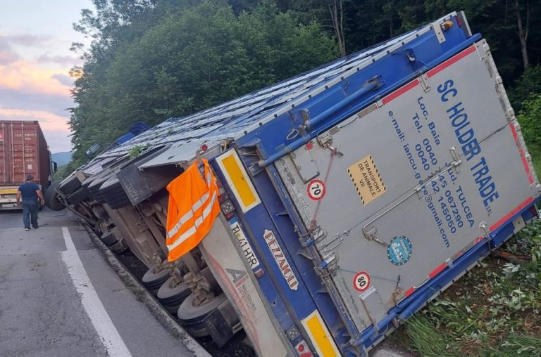 Un TIR care transporta 400 de oi s-a răsturnat în județul Prahova. 100 de oi au murit