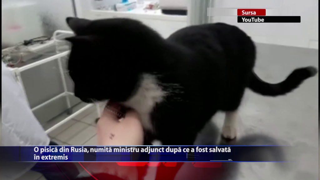 Felina-ministru