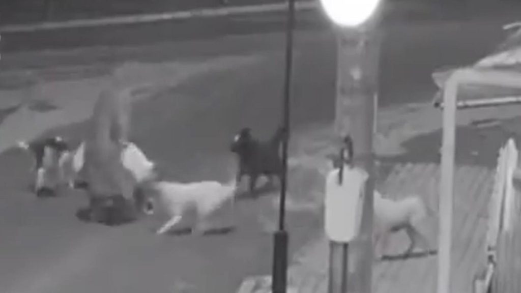 VIDEO. Bătrânică atacată de o haită de câini, în Bârlad. Norocul ei a fost un bărbat, care a alungat patrupedele