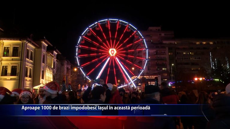 Aproape 1.000 de brazi împodobesc Iașul în această perioadă