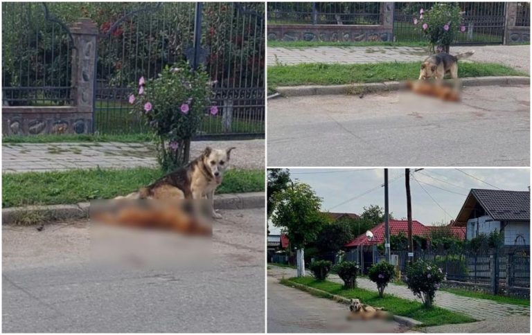 Emoționant! Un câine a stat nemişcat zeci de minute lângă prietenul său cel mai bun, care a fost călcat de maşină