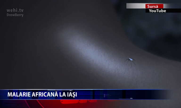 Un bărbat de 59 de ani din Iași a fost confirmat cu malarie