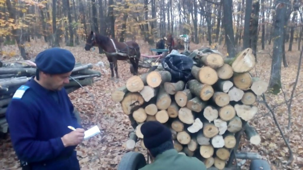 Realitate dura: padurarii au ajuns sa fie corupti de hotii de lemne