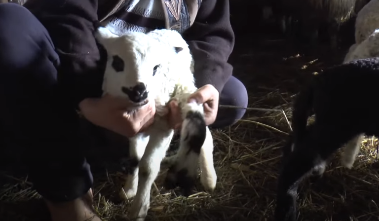 Miel cu cinci picioare, adus pe lume la gospodăria unui crescător de animale