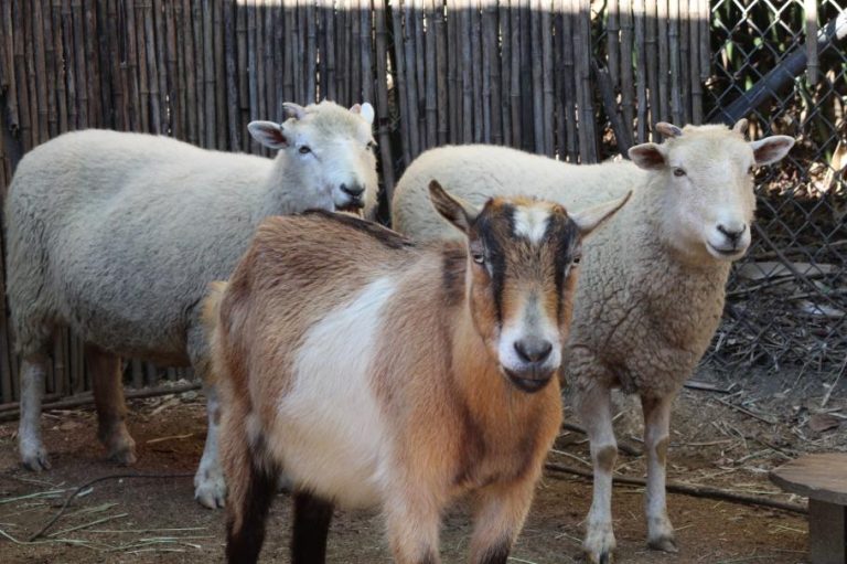 Directorul unei firme din Vaslui s-a răzbunat pe mai multe oi şi capre. Le-a călcat cu maşina, după ce le-a prins pe terenul lui