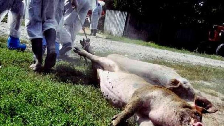 Un sfert din porcii din toata lumea vor fi eradicati din cauza pestei porcine