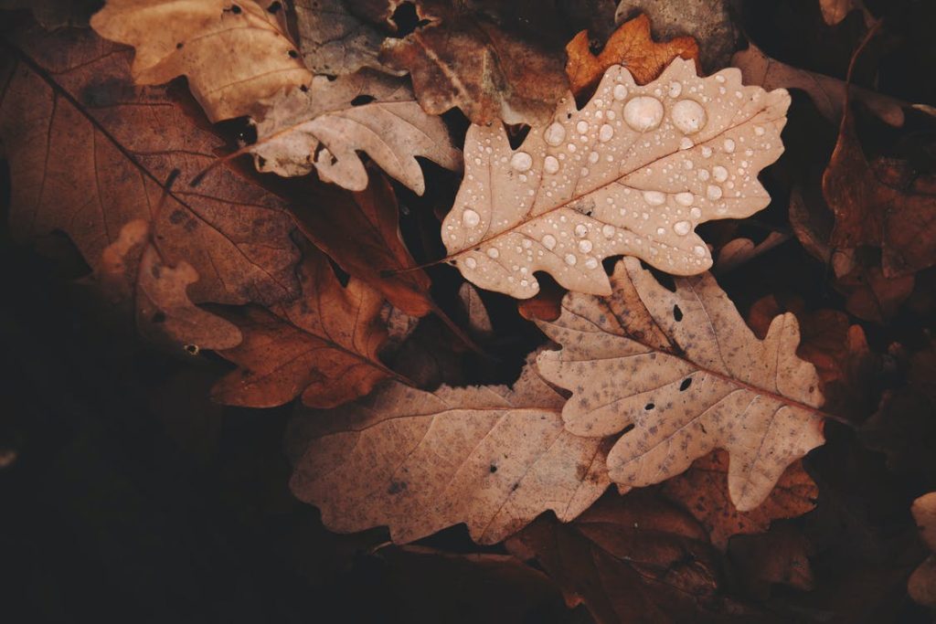Vin ploile în România! Prognoza meteo pentru prima lună de toamnă.
