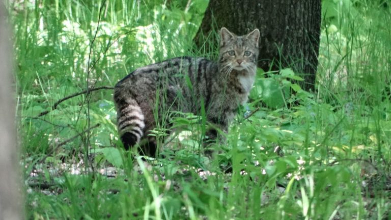 Imagini foarte rare cu o pisică sălbatică. Felina, observată ziua într-o pădure din Vaslui
