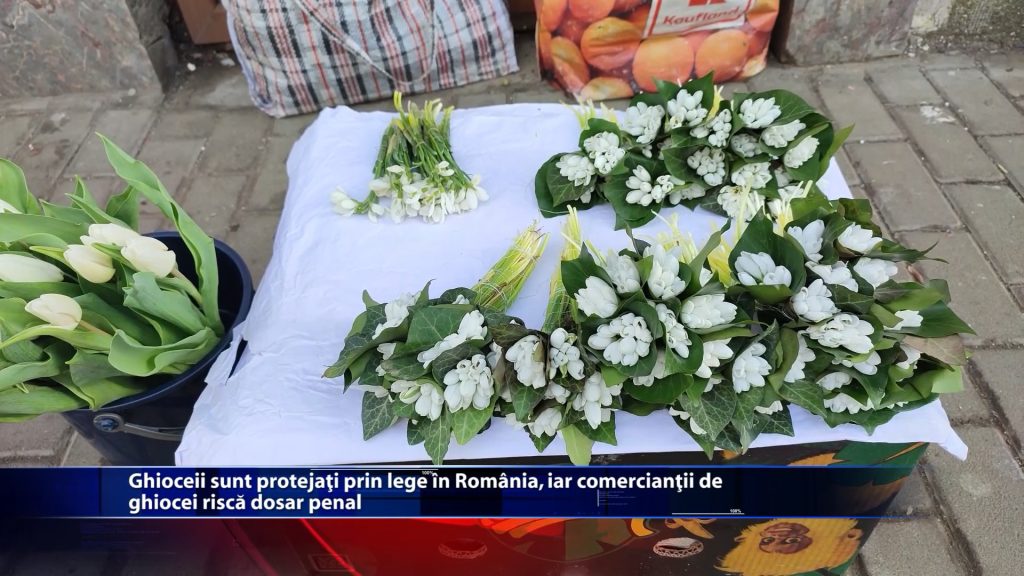 Ghioceii sunt protejati prin lege in Romania, iar comerciantii de ghiocei risca dosar penal