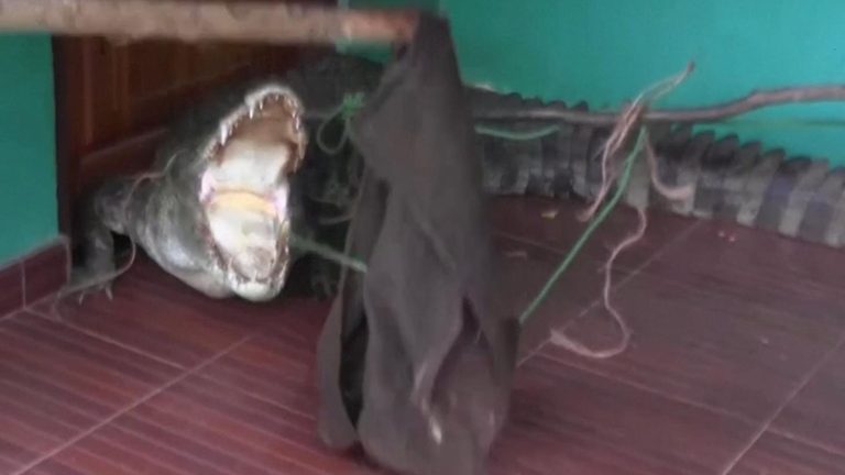 Vizitator neprevăzut pentru o fata. Un crocodil de aproape 3 metri o aștepta în pragul casei