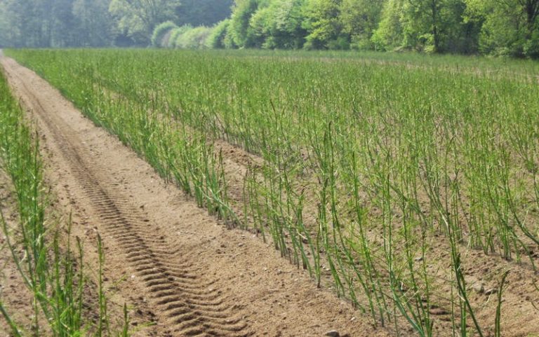 Un fermier german explică de ce are nevoie de muncitori români: „De germani nu mă pot folosi. Se plâng de dureri de spate”