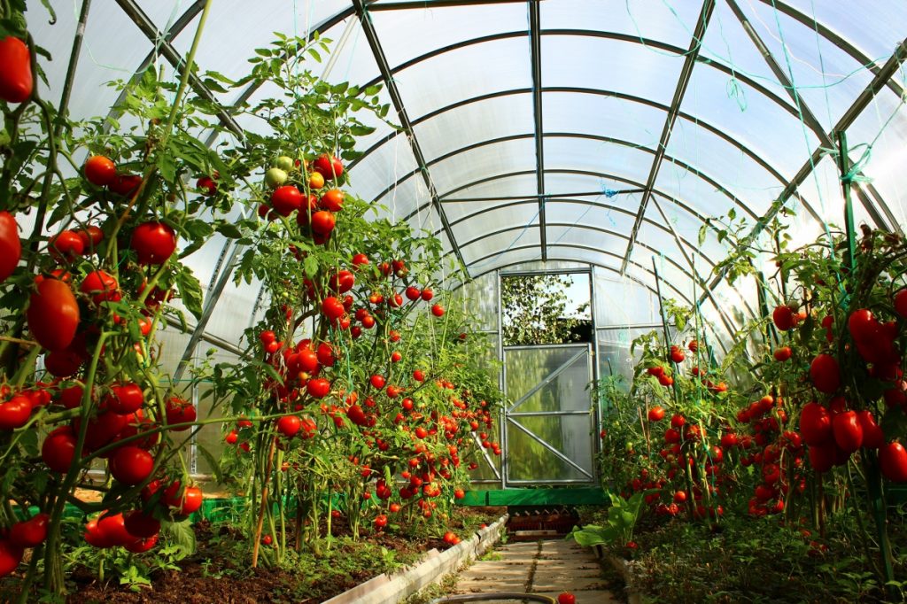Bani de la APIA pentru cultivatorii de legume în sere și solarii