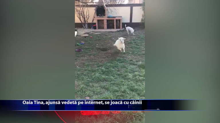 Oaia Tina, ajunsa vedeta pe internet, se joaca cu cainii