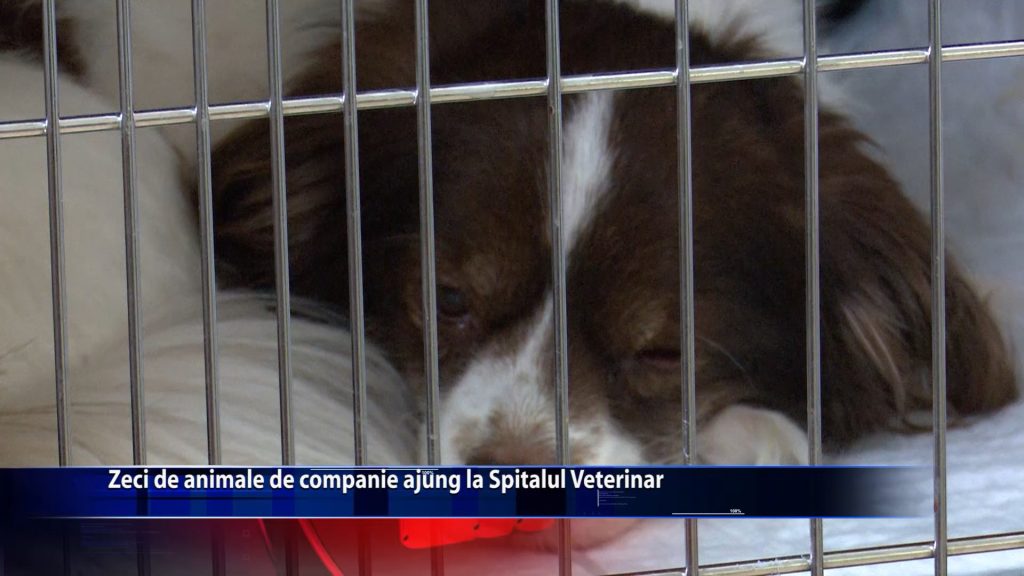 Zeci de de animale de companie ajung la Spitalul Veterinar