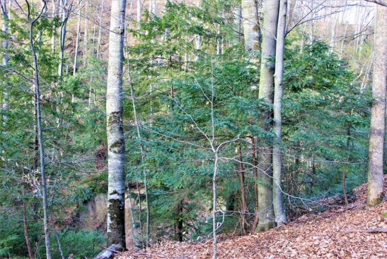 În pădurea de la Tudora este prezent un arbore toxic, care a fost declarat monument al naturii la nivel național