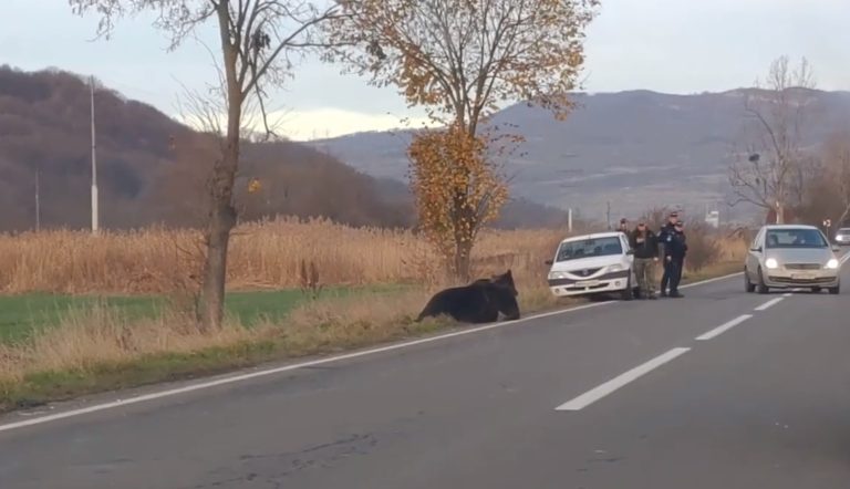 Prefectul judetului Harghita a fost demis dupa cazul ursului care a agonizat ore in sir pe drum