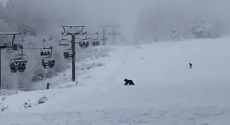 Pui de urs, printre schiorii din Predeal