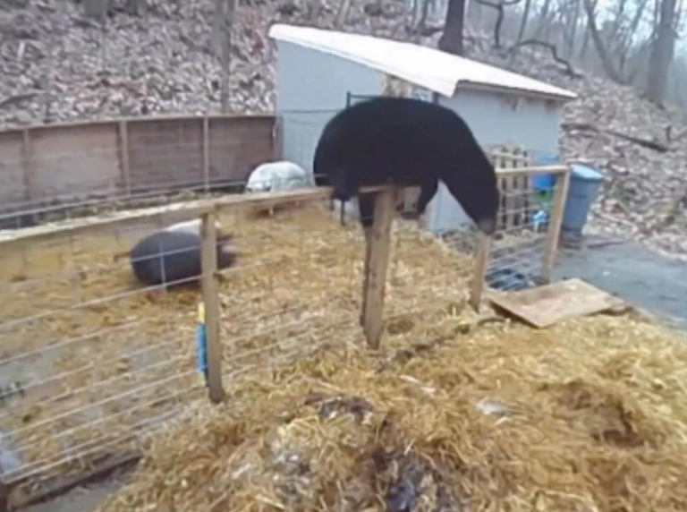 Video! Un urs a fost atacat și gonit de doi porci