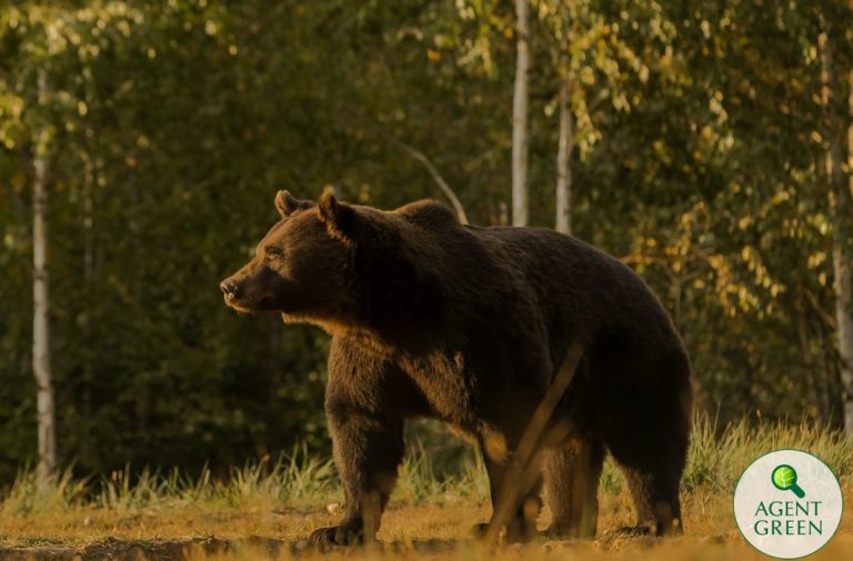 Dosar penal după uciderea ursului Arthur. Ce spun autoritățile?