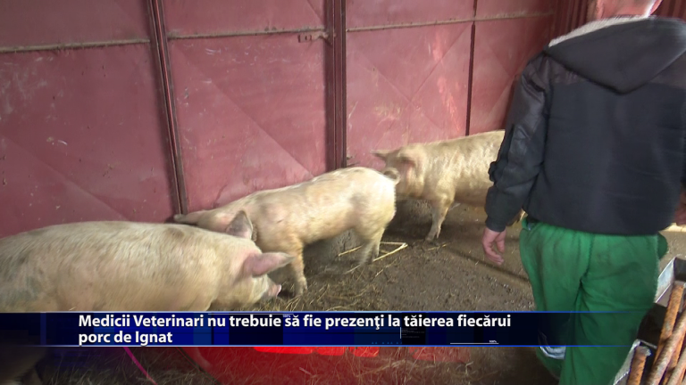 Medicii veterinari nu trebuie sa fie prezenti la taierea fiecarui porc de Ignat