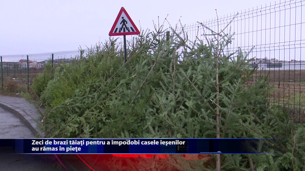 Zeci de brazi taiati pentru a impodobi casele iesenilor au ramas in piete