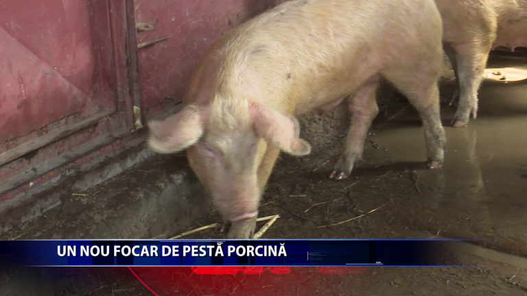 Un nou focar de pesta porcina a fost descoperit la Dobrovat