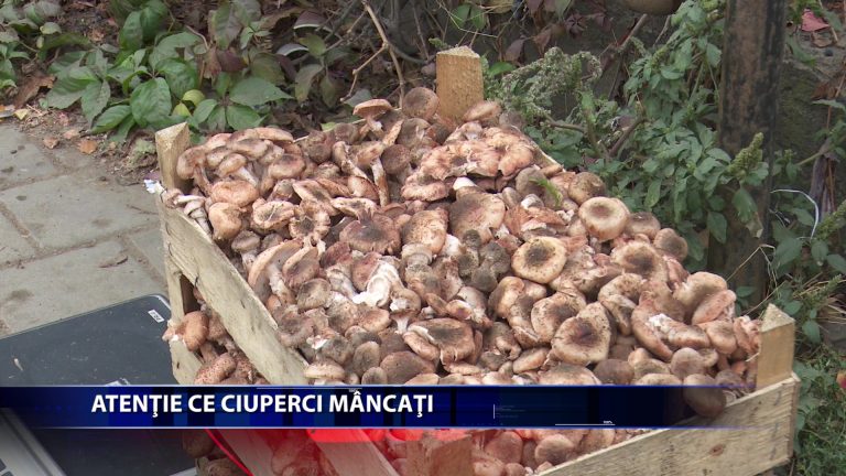 Medicii recomanda populatiei sa consume ciuperci cumparate doar de la comercianti autorizati