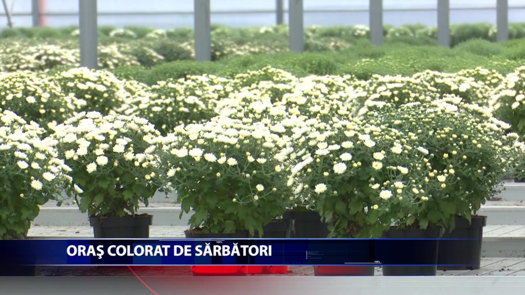 De Sarbatorile Iasului peste 12.000 de tufanele vor fi amplasate in oras