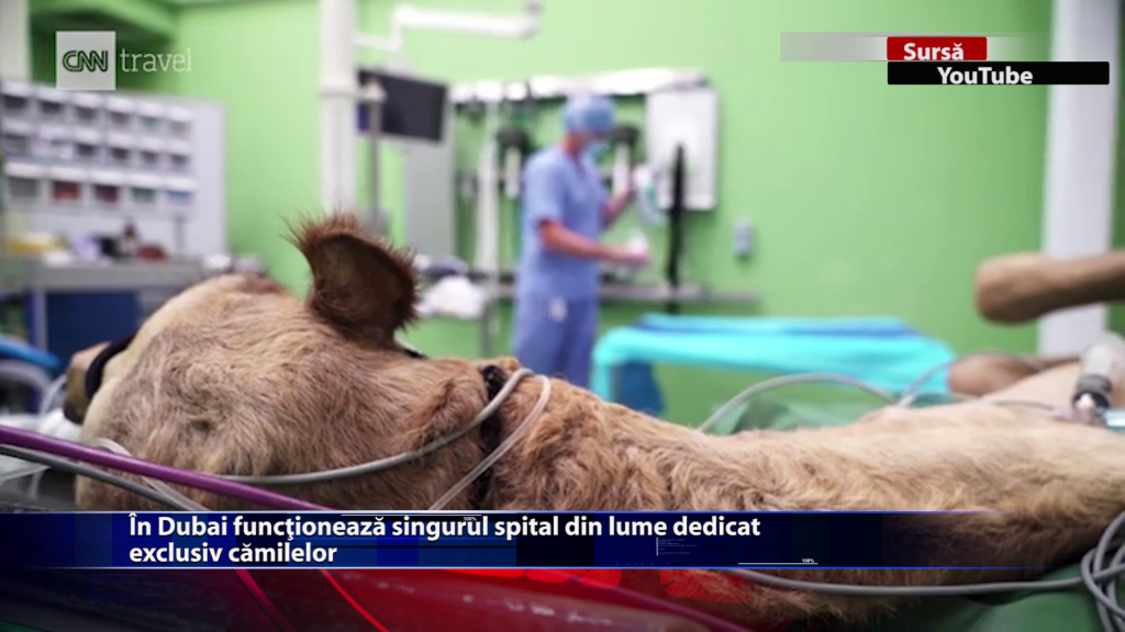 In Dubai functioneaza singurul spital din lume dedicat exclusiv camilelor