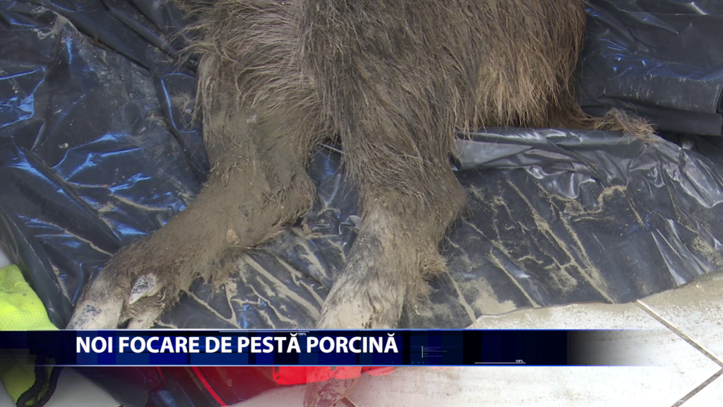Doi porci mistreti sunt suspecti de pesta porcina africana