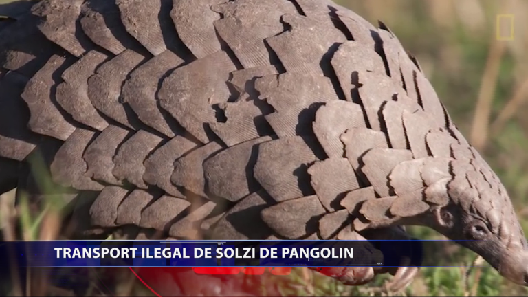 Transport ilegal de solzi de pangolin, trimis din RD Congo spre Romania. Marfa valora 1,5 milioane de euro