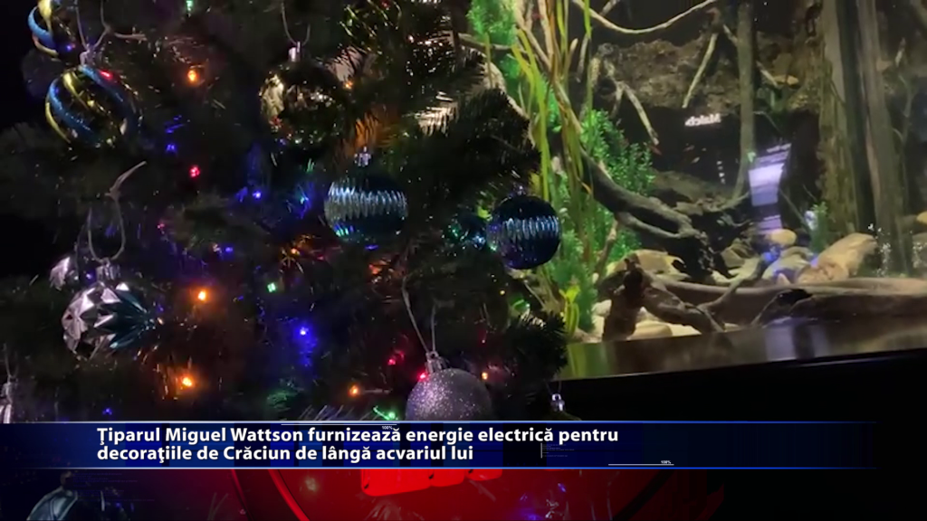 Tiparul Miguel Wattson furnizeaza energie electrica pentru decoratiile de Craciun de langa acvariul lui
