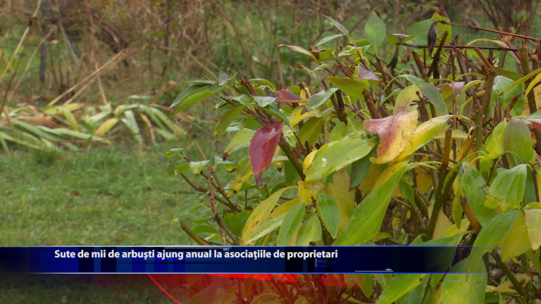 Sute de mii de arbusti ajung anual la asociatiile de proprietari