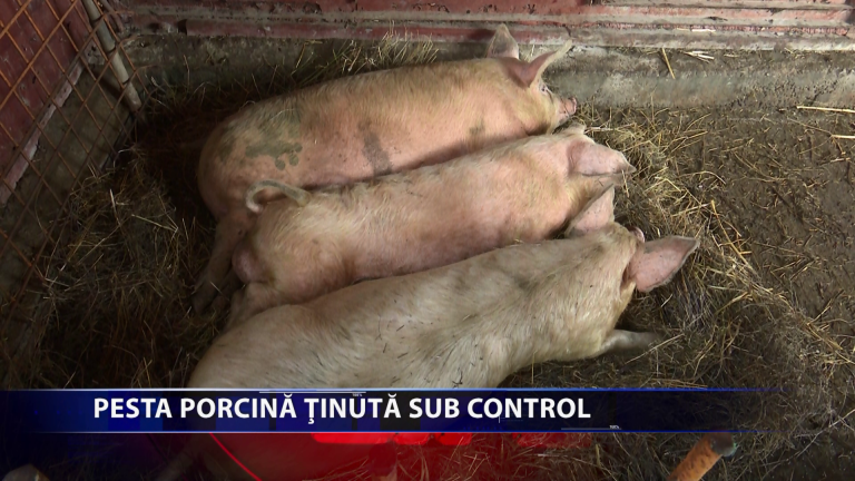 Pesta porcina, tinuta sub control